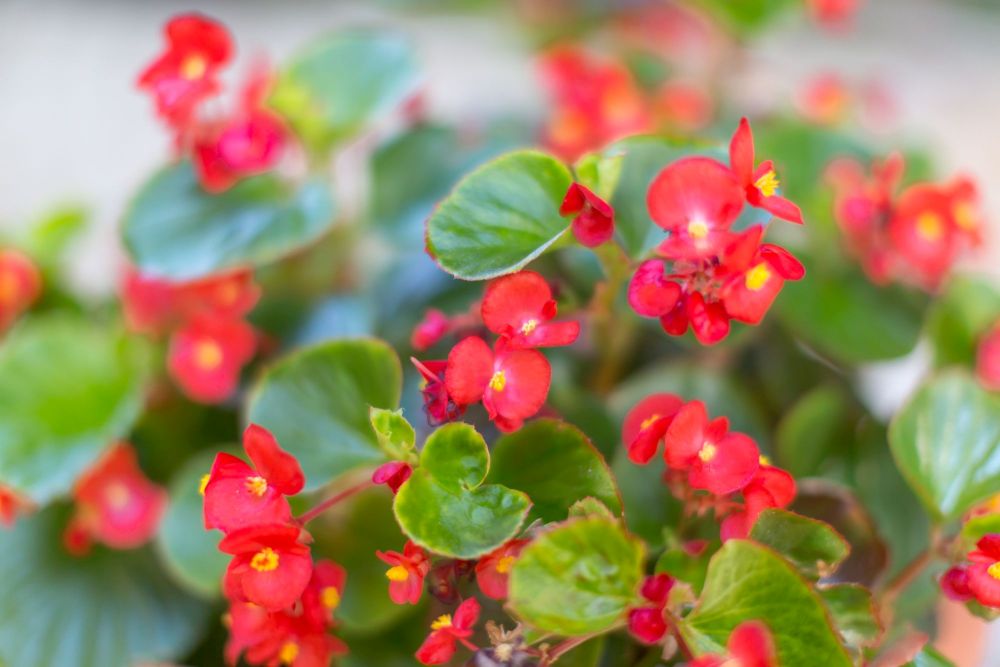 Apartmani Maganić, Okrug Gornji Čiovo