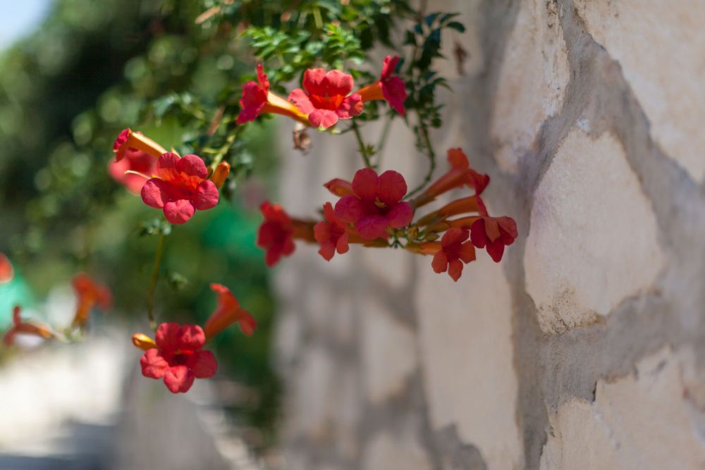 Apartmani Maganić, Okrug Gornji Čiovo